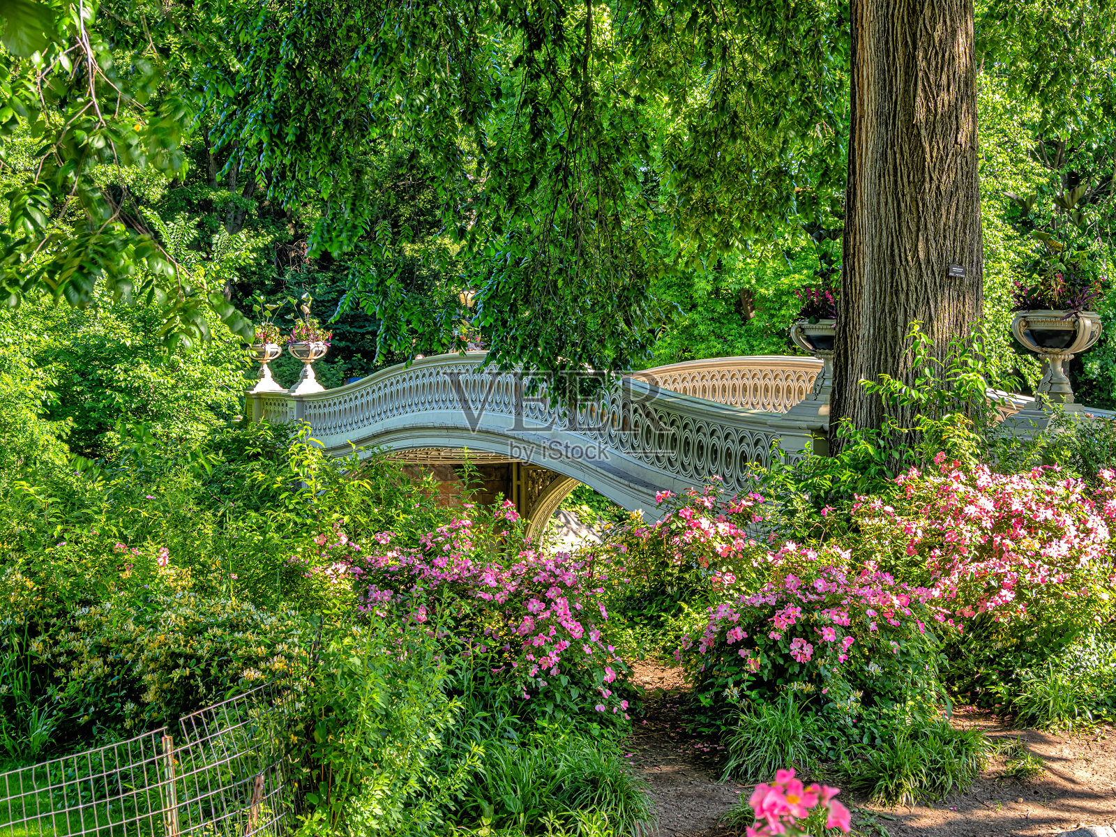 夏天清晨的弓桥照片摄影图片