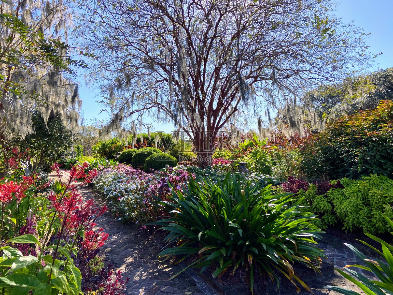 南卡罗来纳州芒特普莱森特的花园照片摄影图片