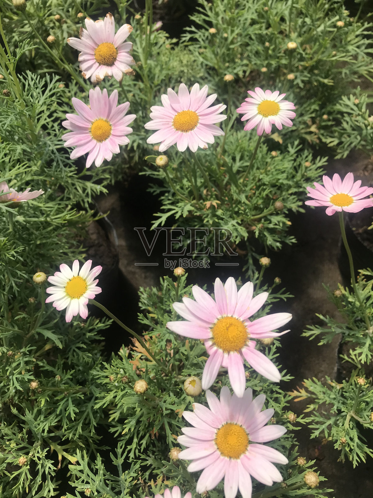 花园里的雏菊花照片摄影图片