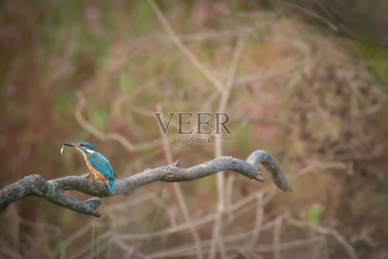 一只翠鸟栖息在树枝上的特写照片摄影图片