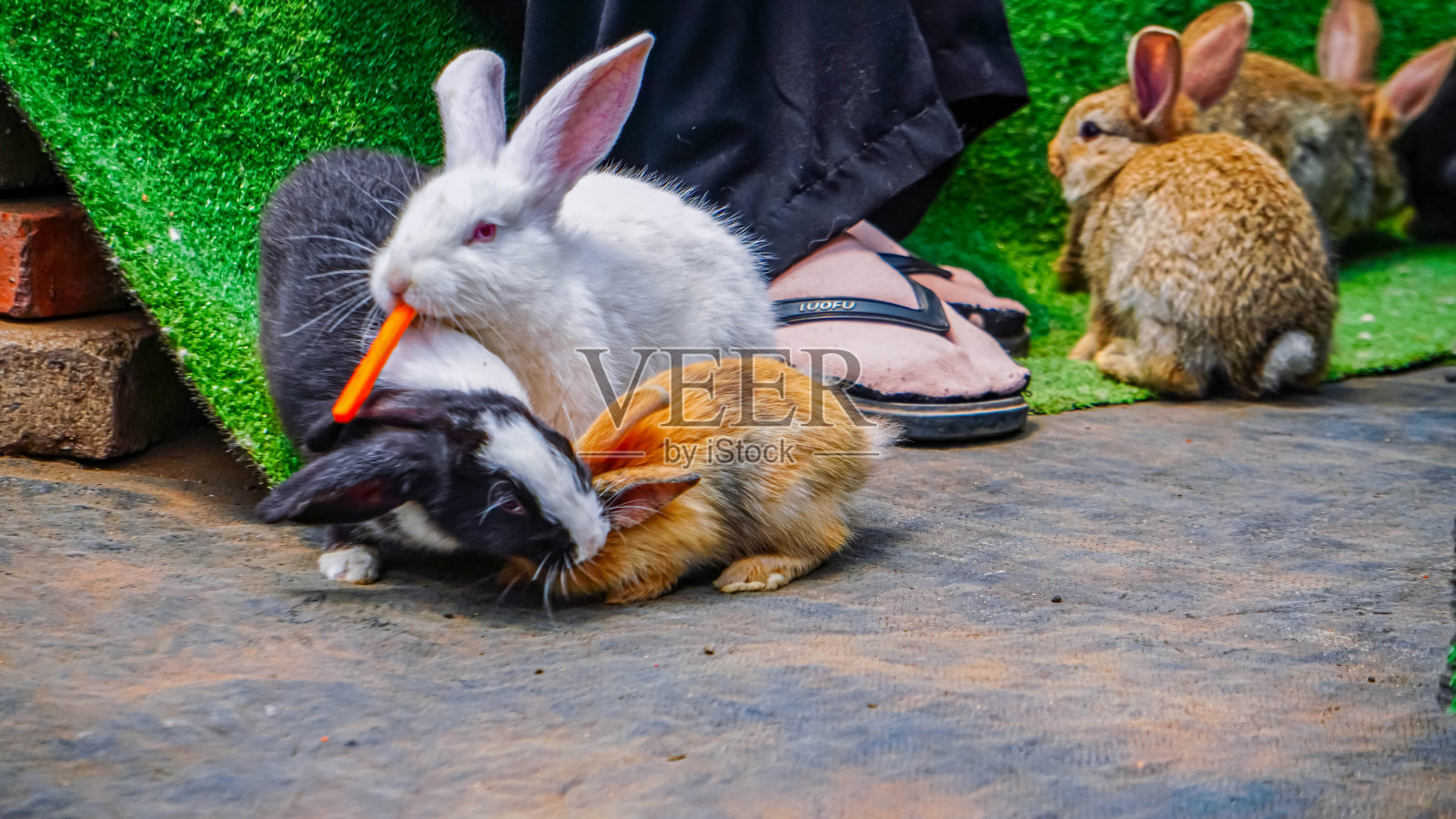小兔子照片摄影图片