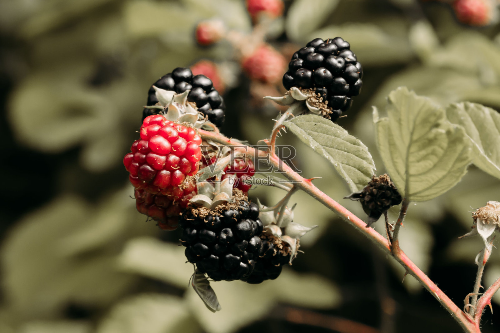 黑莓水果在绿色散景背景的特写镜头。照片摄影图片