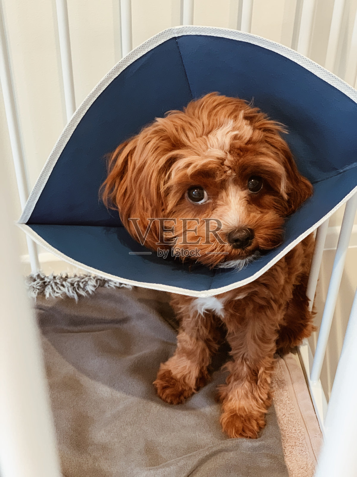 棕色和白色的小狗和蓝色的狗蛋照片摄影图片