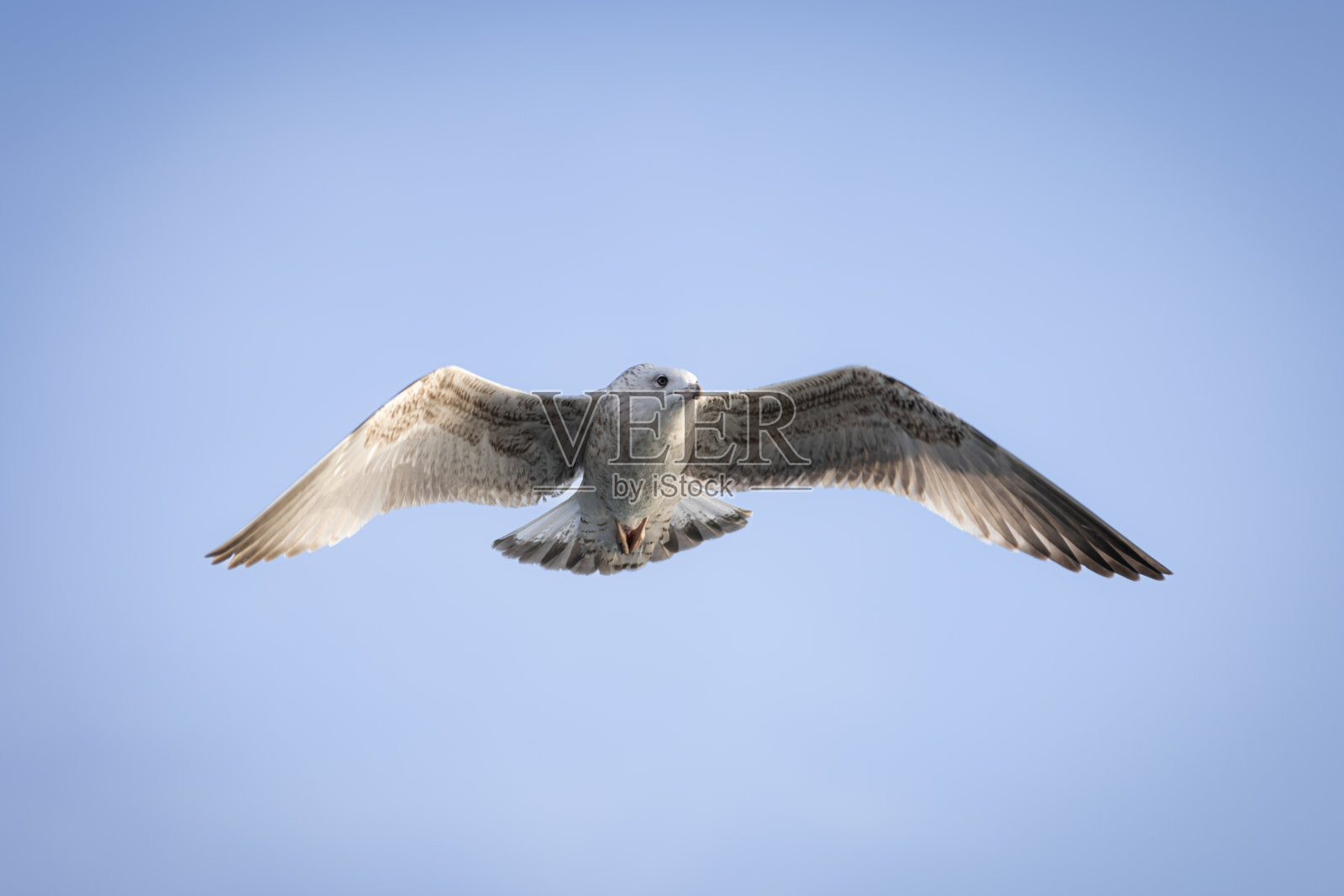 近距离飞行的海鸥。照片摄影图片