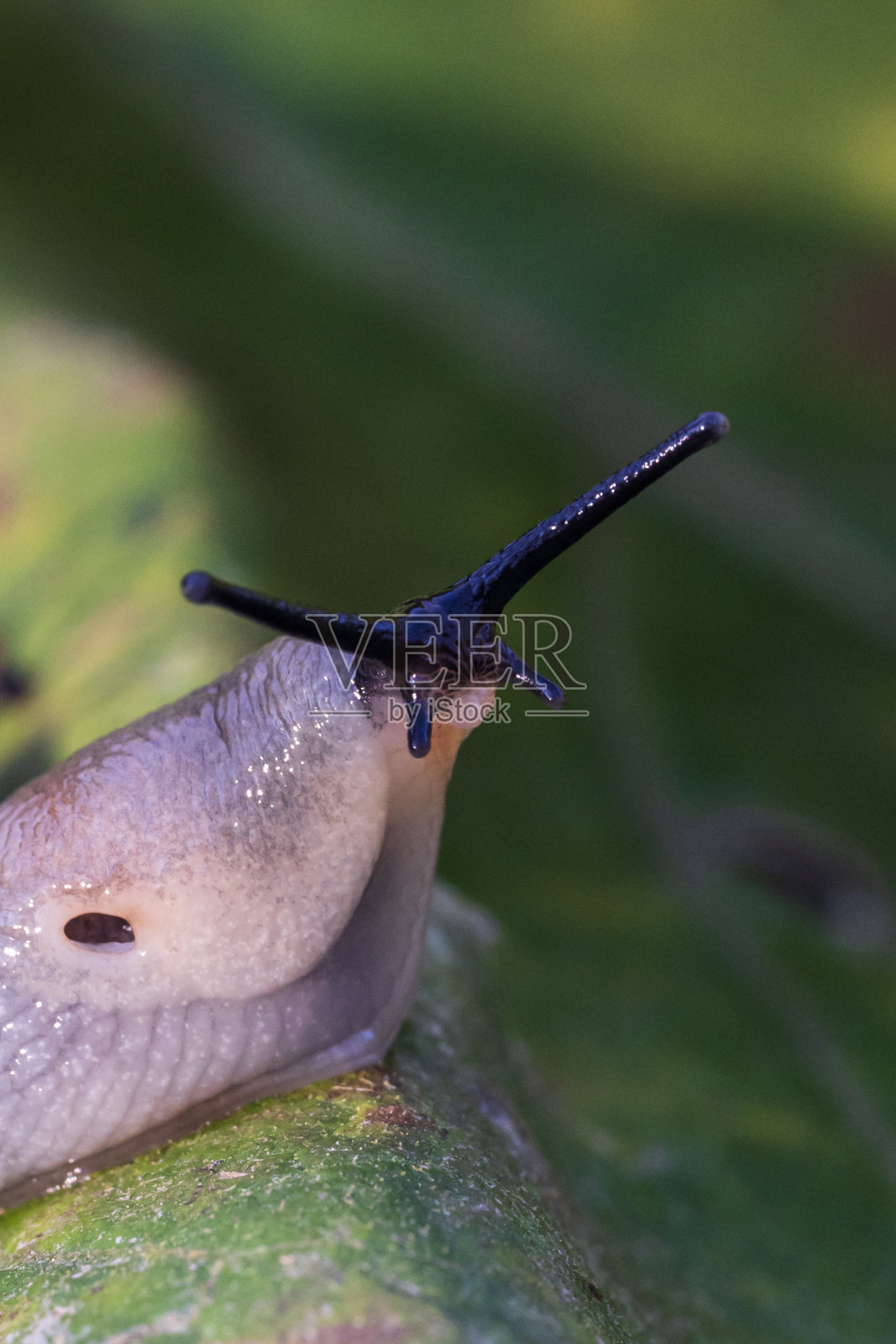 蛞蝓在花园的一片叶子上照片摄影图片