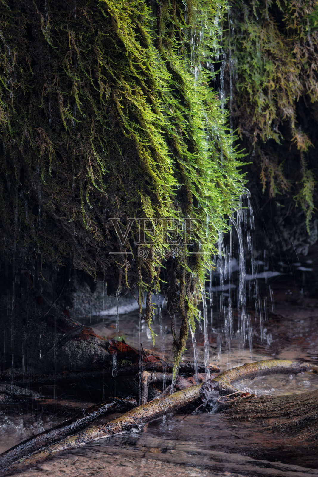 光，水和生命照片摄影图片