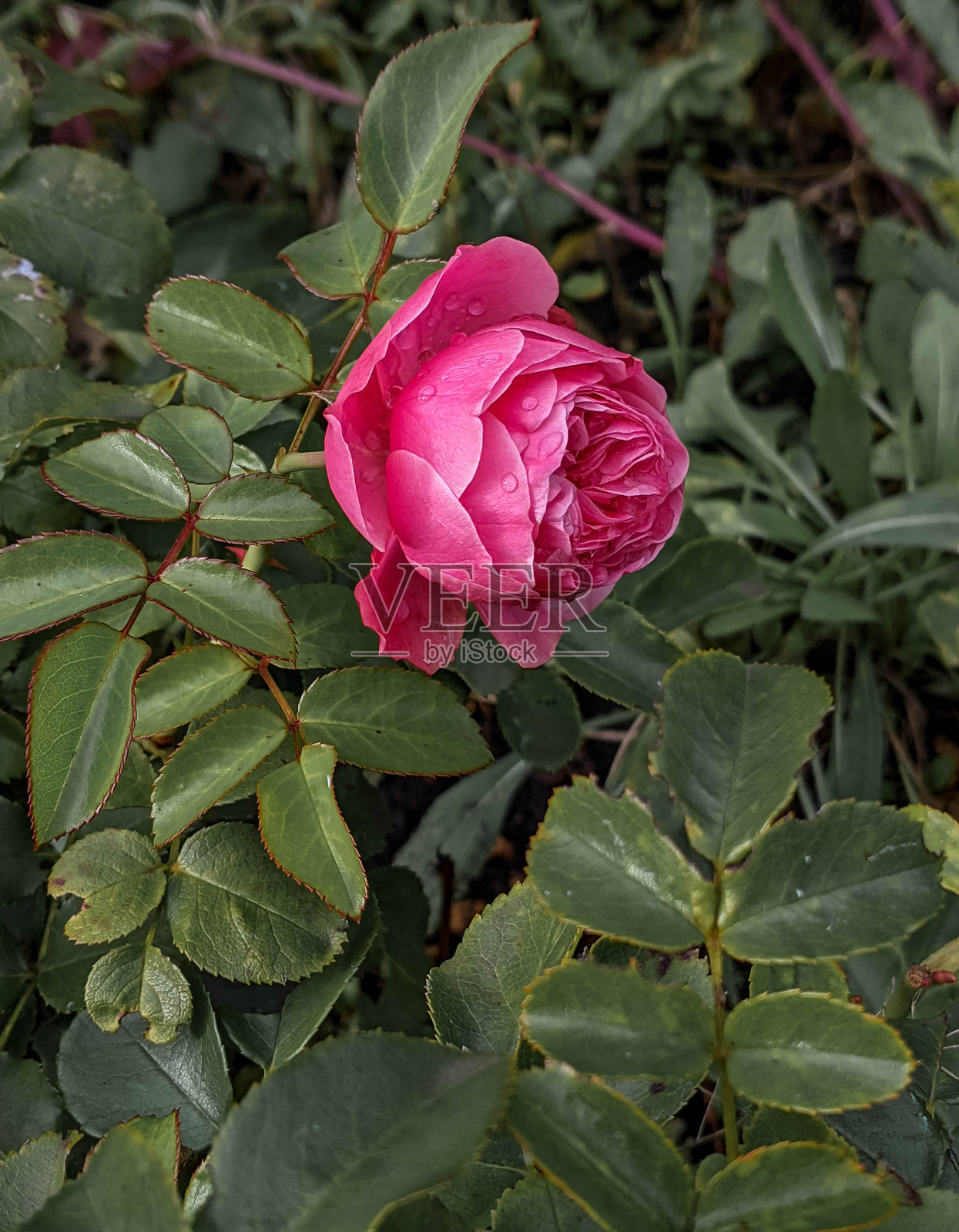 花园里长着粉红色的玫瑰花蕾。自然背景或设计元素照片摄影图片