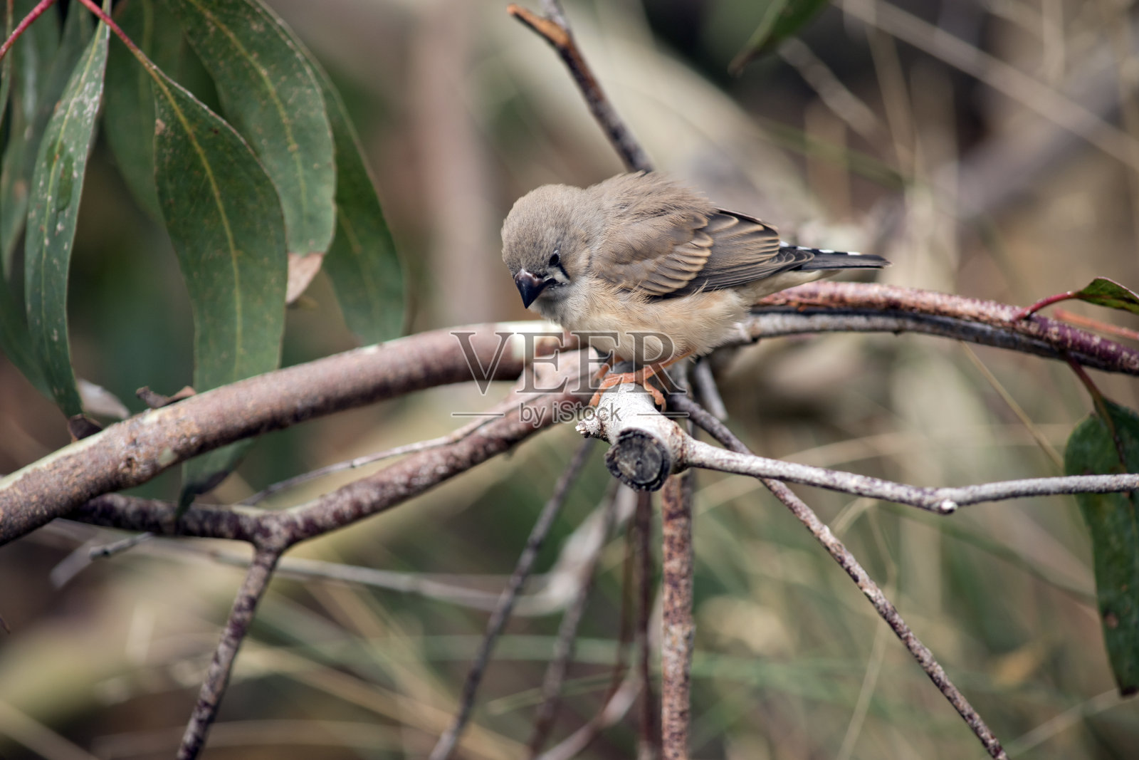 这是一只年轻的斑胸草雀坐在树枝上的侧视图照片摄影图片