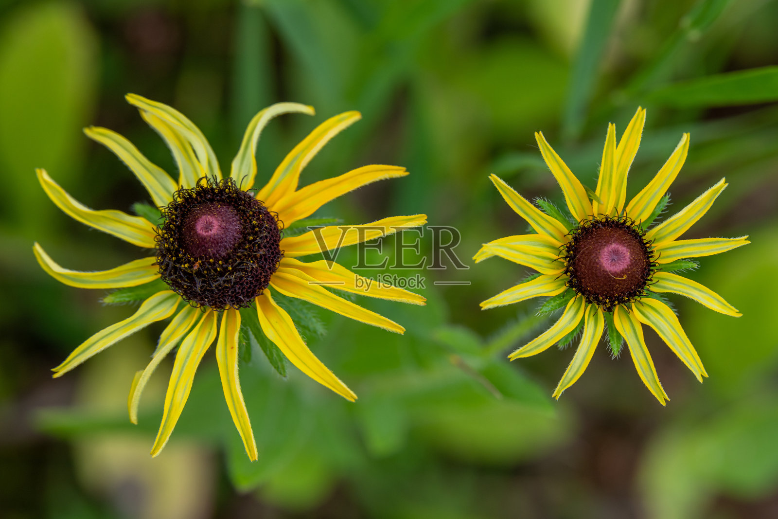 美丽的黑眼睛苏珊，又名Rudbeckia fulgida野生生长。照片摄影图片