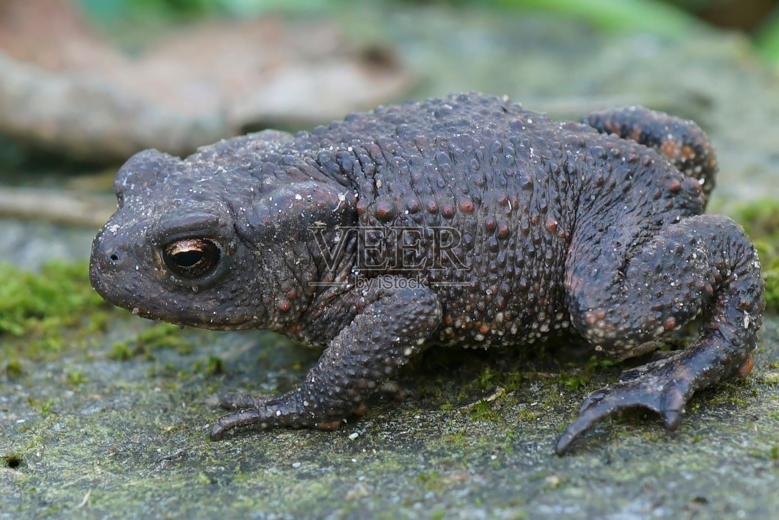 欧洲常见蟾蜍特写照片摄影图片