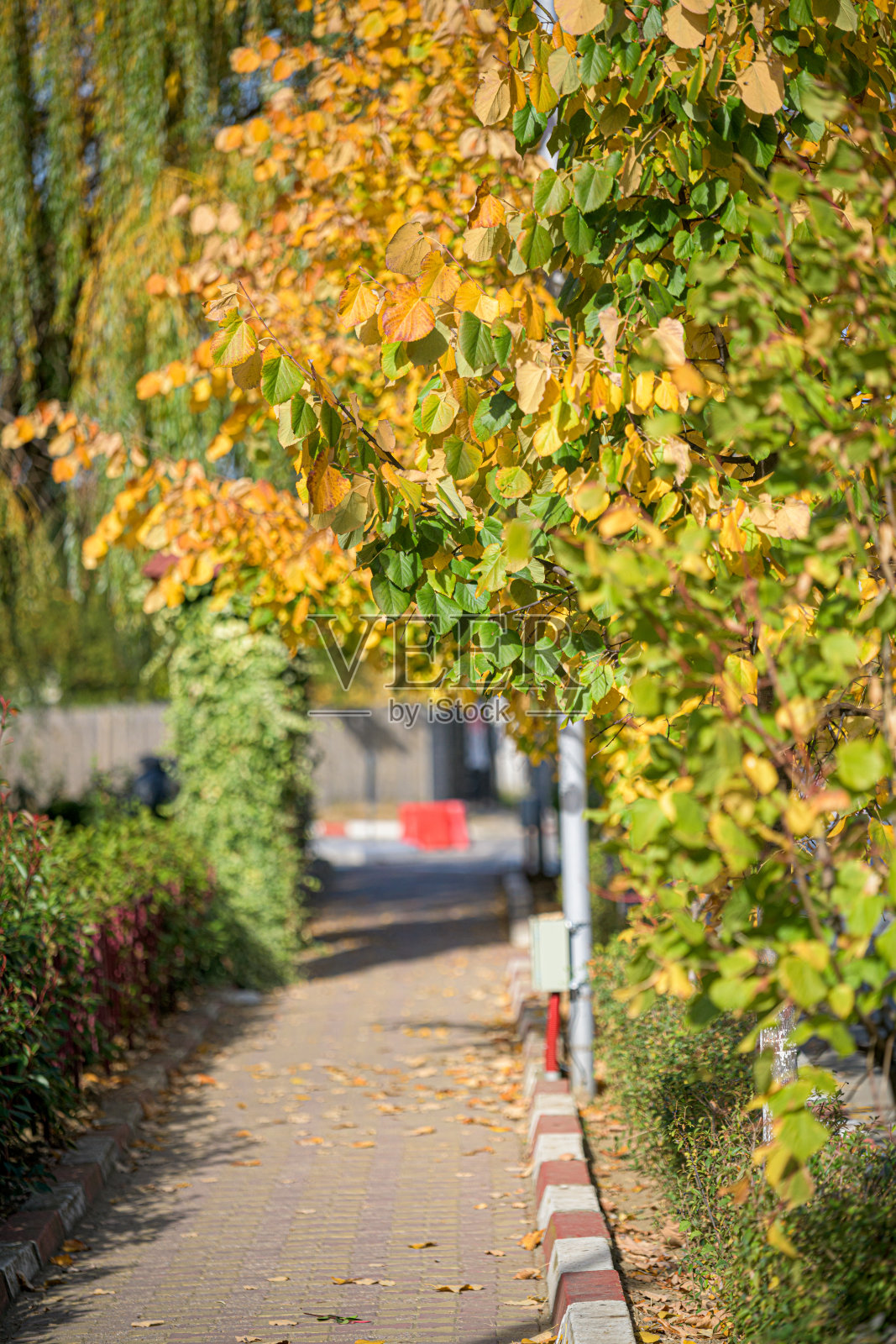 秋景有树，有叶，有蓝天照片摄影图片