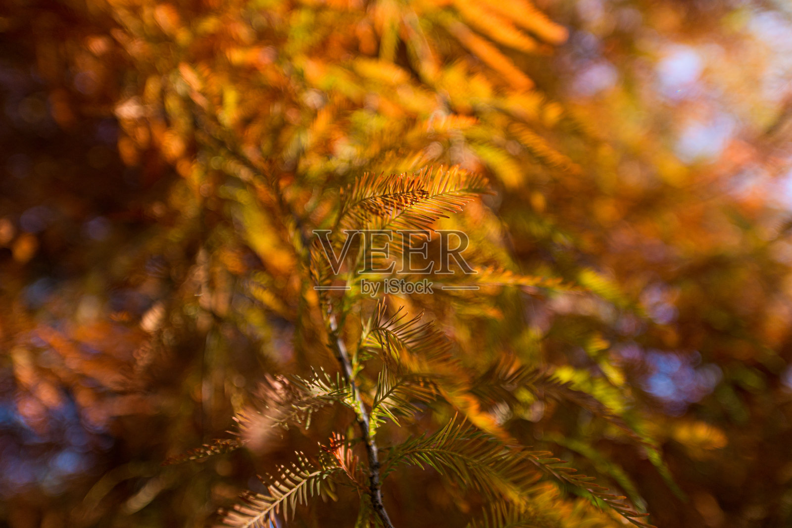 秋景有树，有叶，有蓝天照片摄影图片