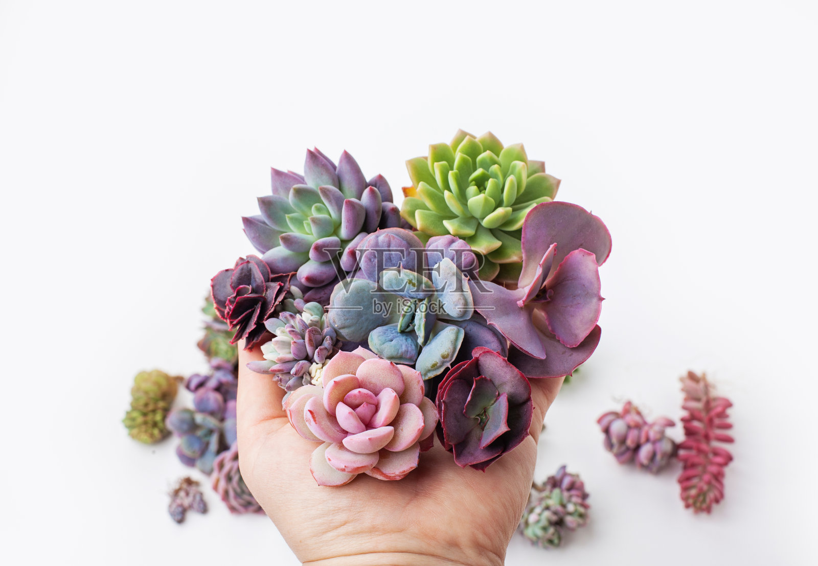 手绘亮粉色、红色、绿色和蓝色多肉花景天、绣球花、葡萄花、厚苔花在白色背景上的玫瑰花结照片摄影图片