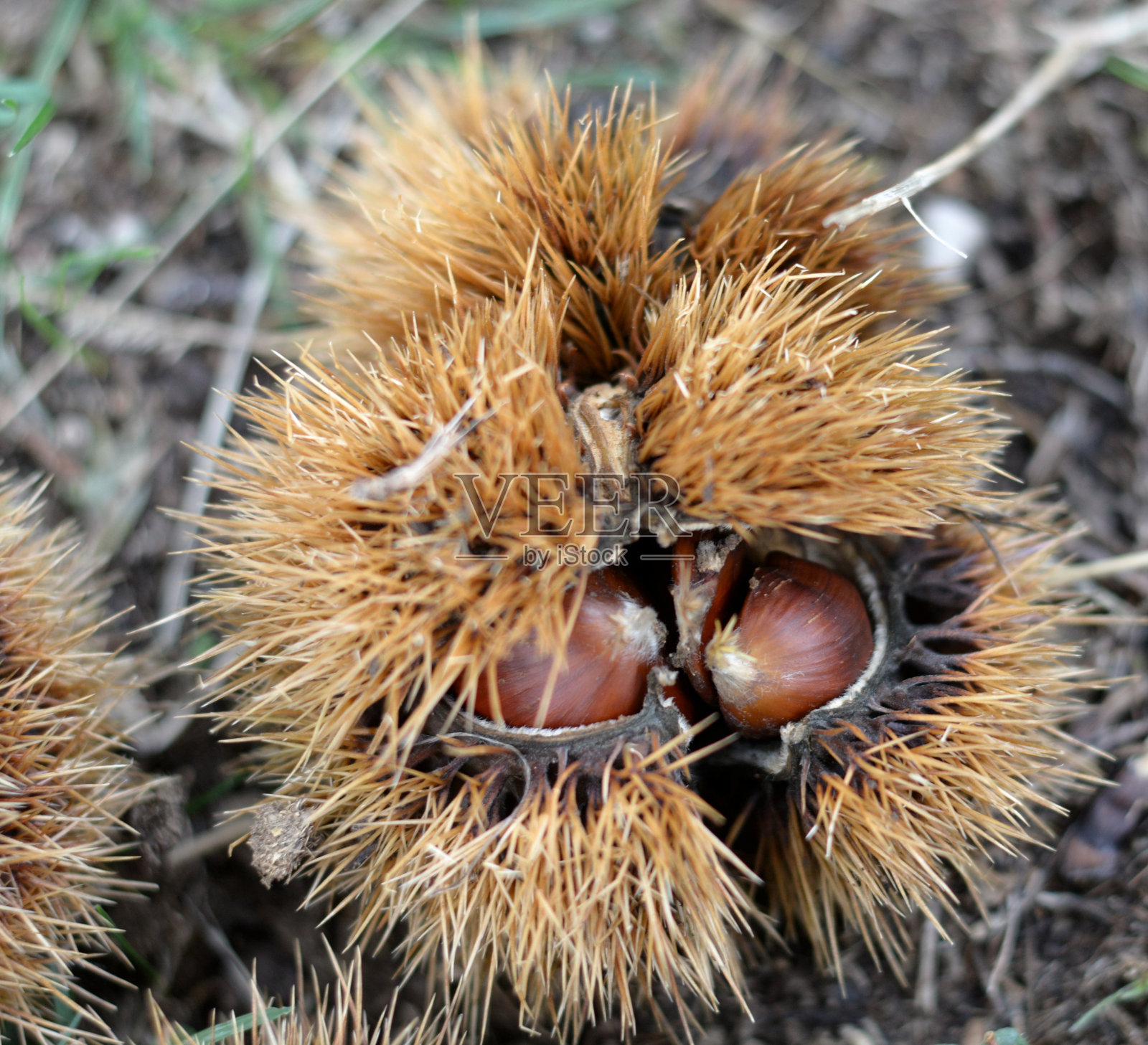 意大利:2023年10月15日，秋天森林里木头上的栗子特写。照片摄影图片
