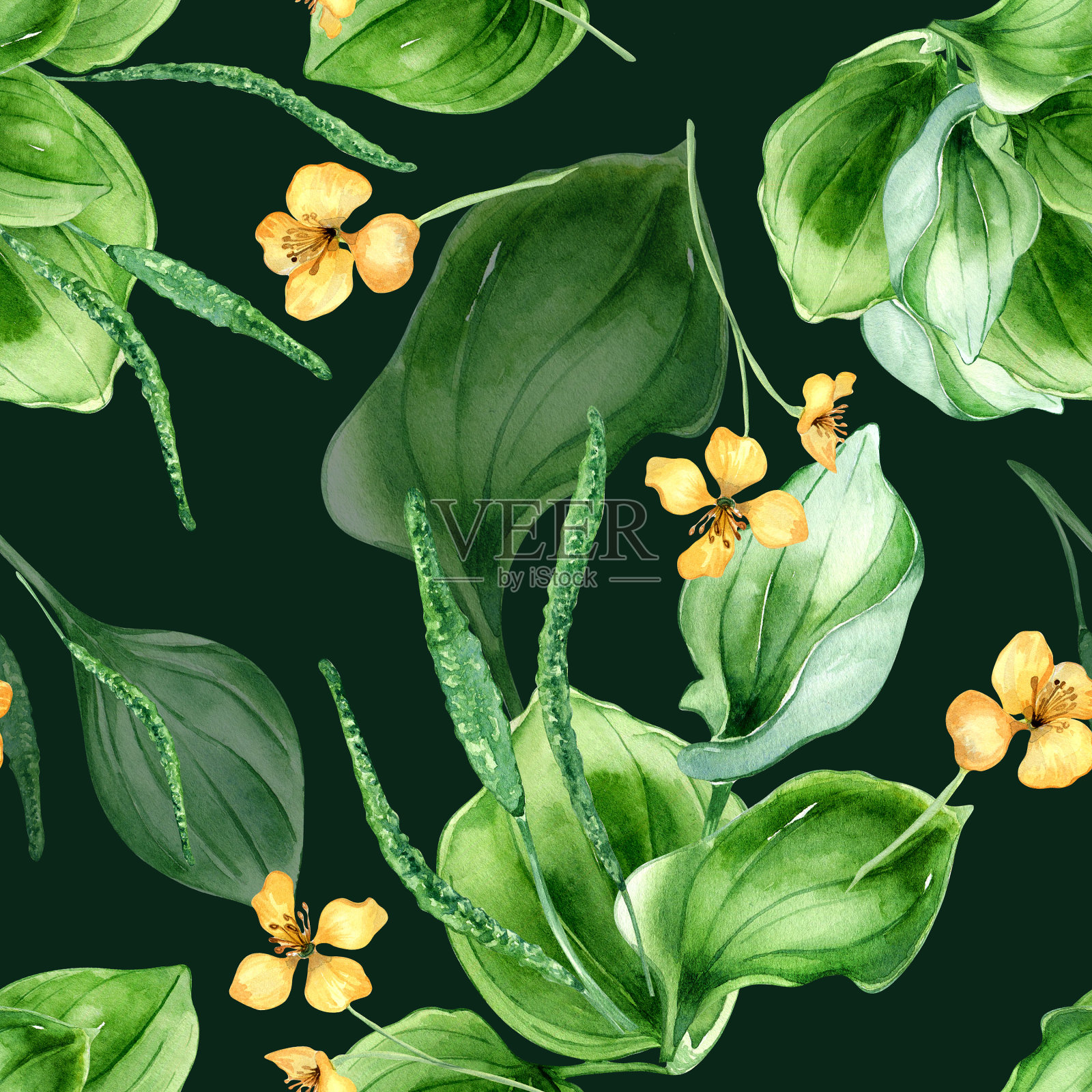 车前草阔叶，白屈菜水彩无缝图案孤立在黑暗的背景。车前草、绿叶草、草本车前草、车前草手绘。纺织品、包装、墙纸、包装设计插画图片素材