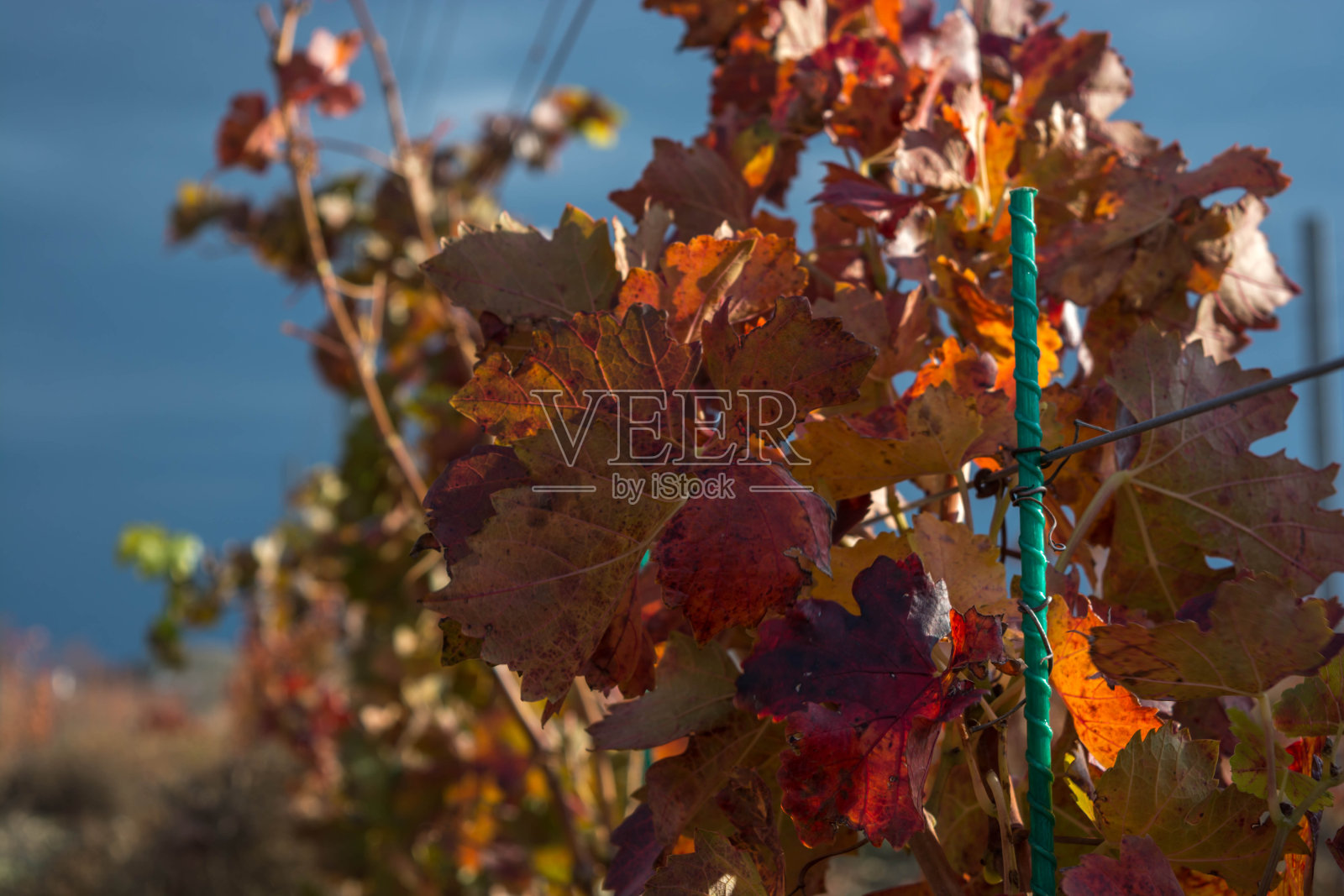 树上枫叶的特写镜头照片摄影图片