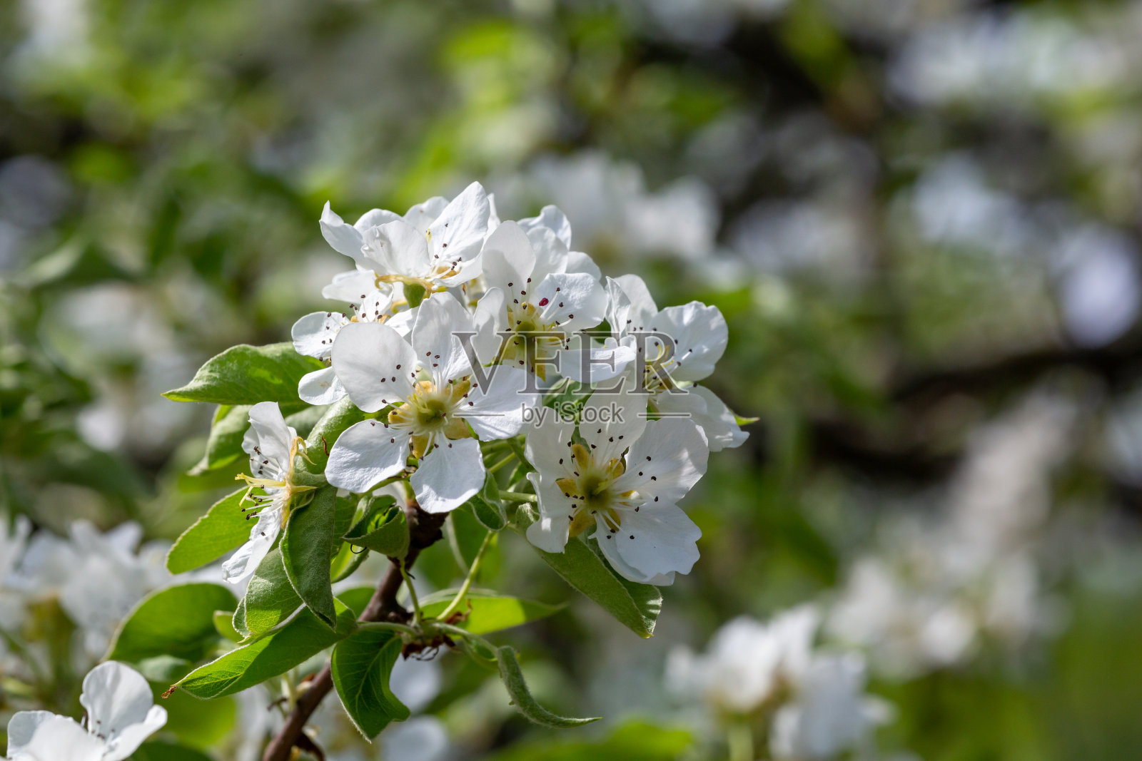 樱花与雨滴在白色花瓣，特写摄影。照片摄影图片