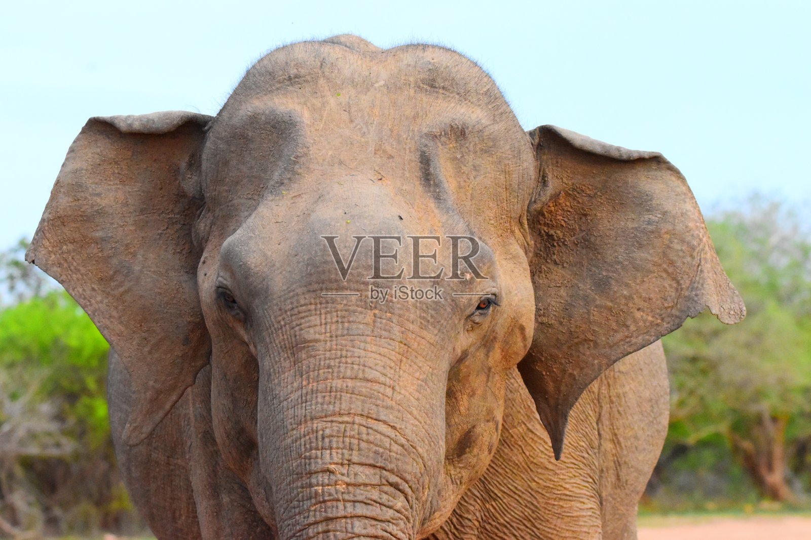 斯里兰卡的野生动物照片摄影图片