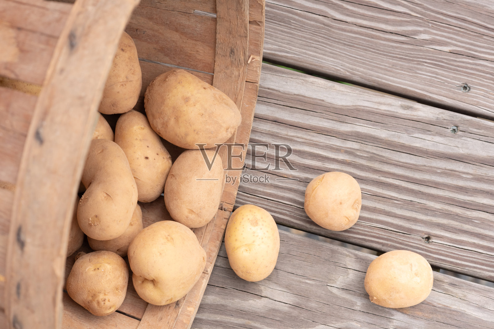 菜园马铃薯收获。照片摄影图片