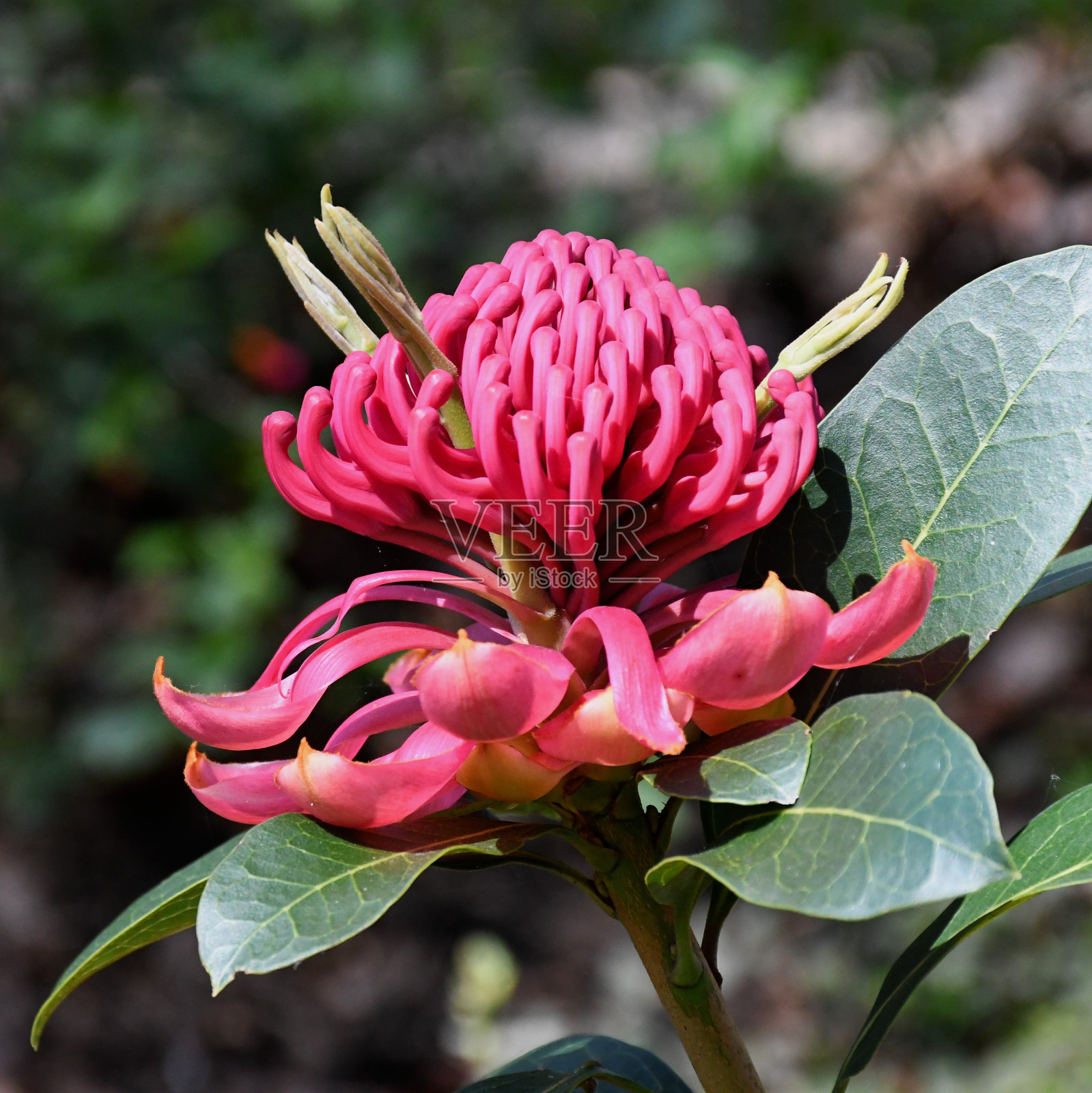特洛皮照片摄影图片