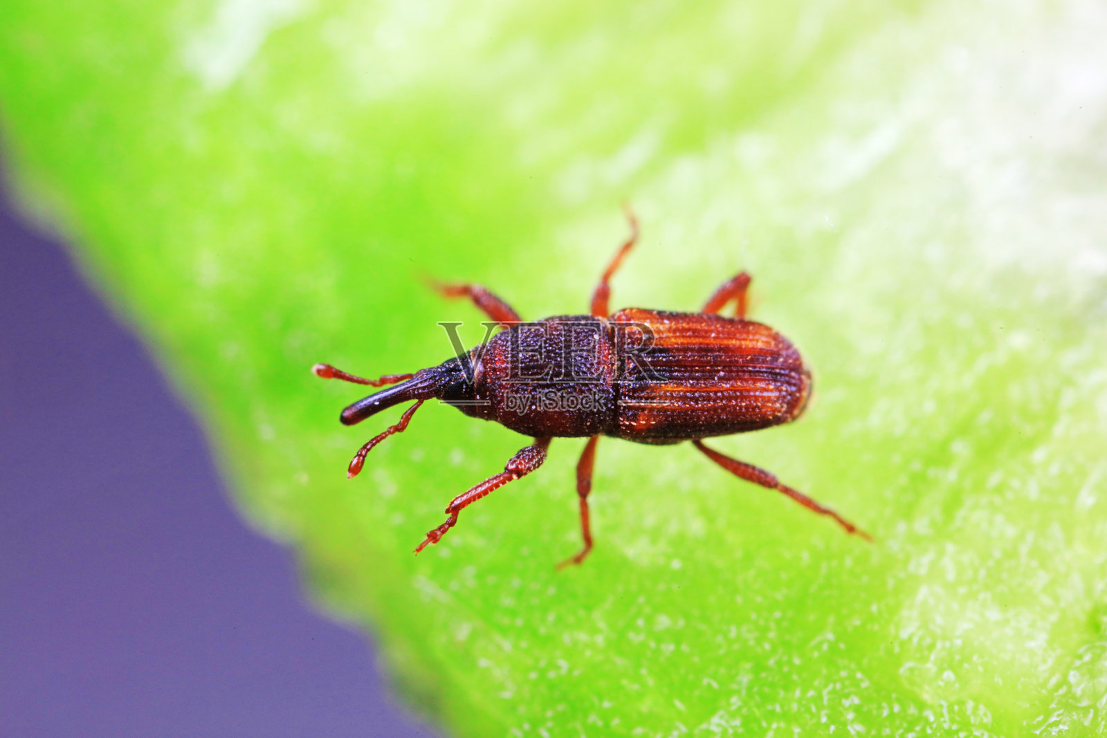 中国北方，绿叶上的稻象鼻虫照片摄影图片