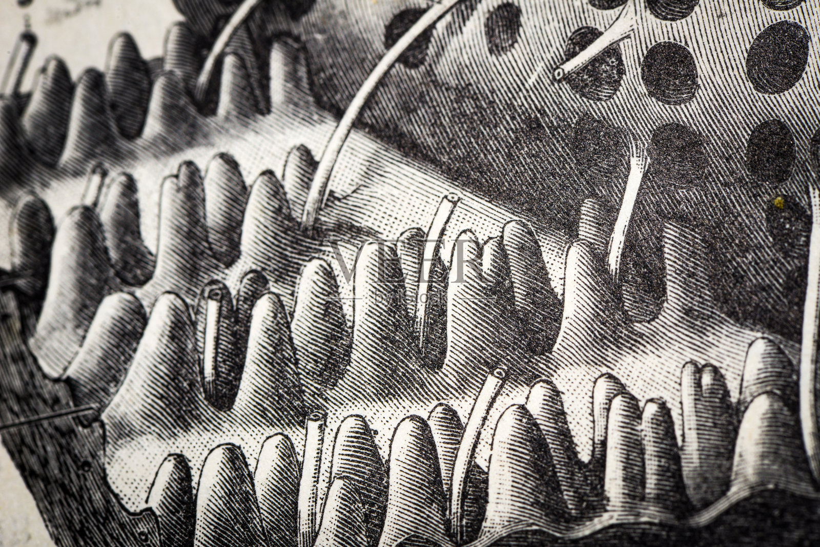 古董医学科学插图高分辨率:皮肤乳头插画图片素材