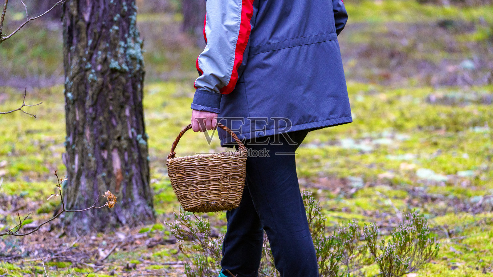 提着柳条篮子的女人在森林里采蘑菇照片摄影图片