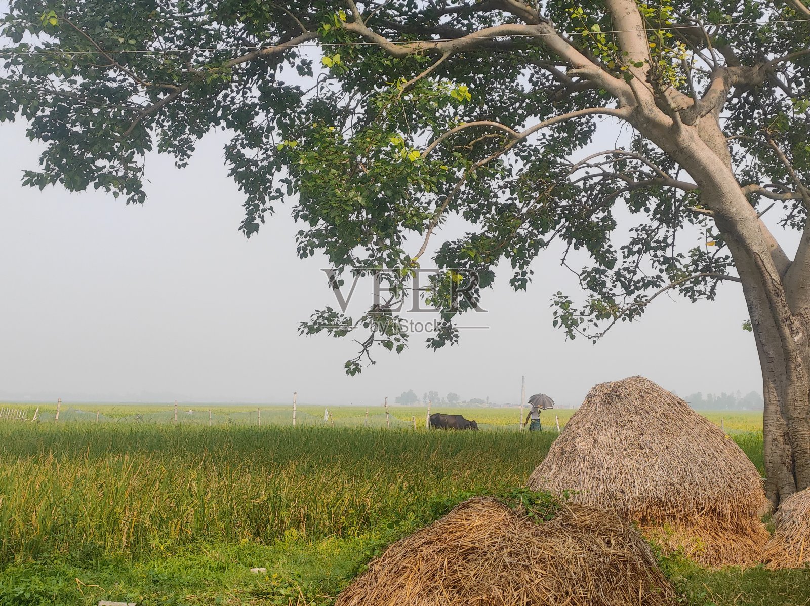 乡村生活照片摄影图片
