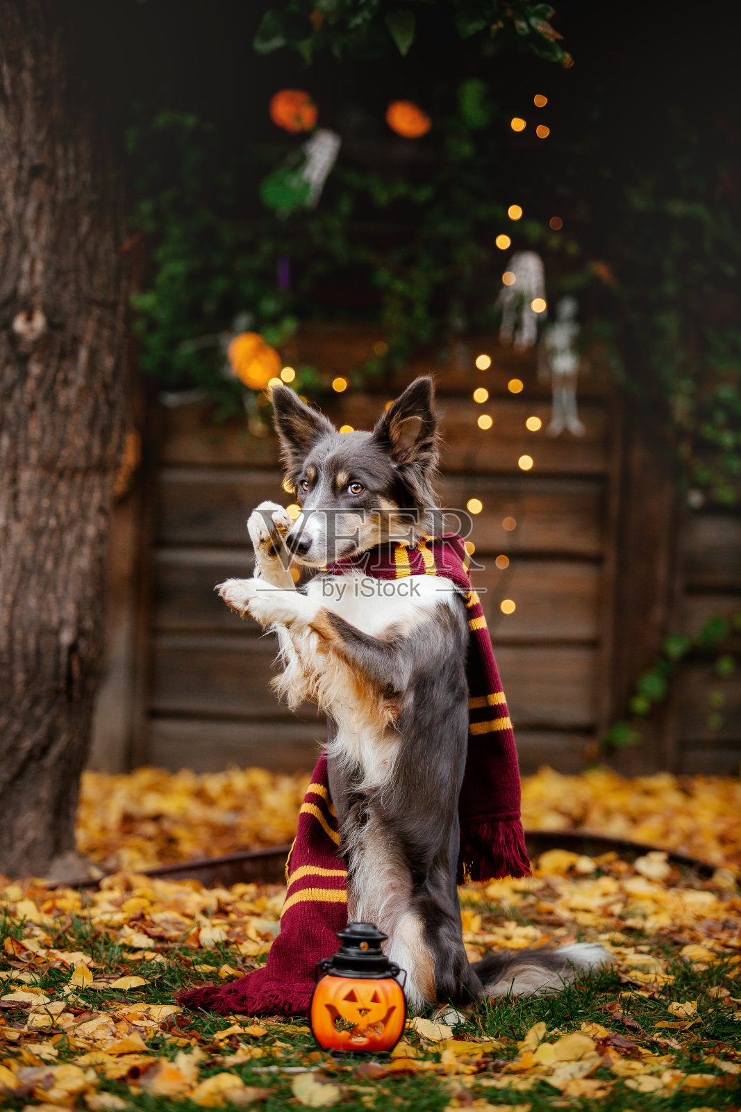 万圣节和感恩节。狗在森林里吃南瓜。边境牧羊犬照片摄影图片