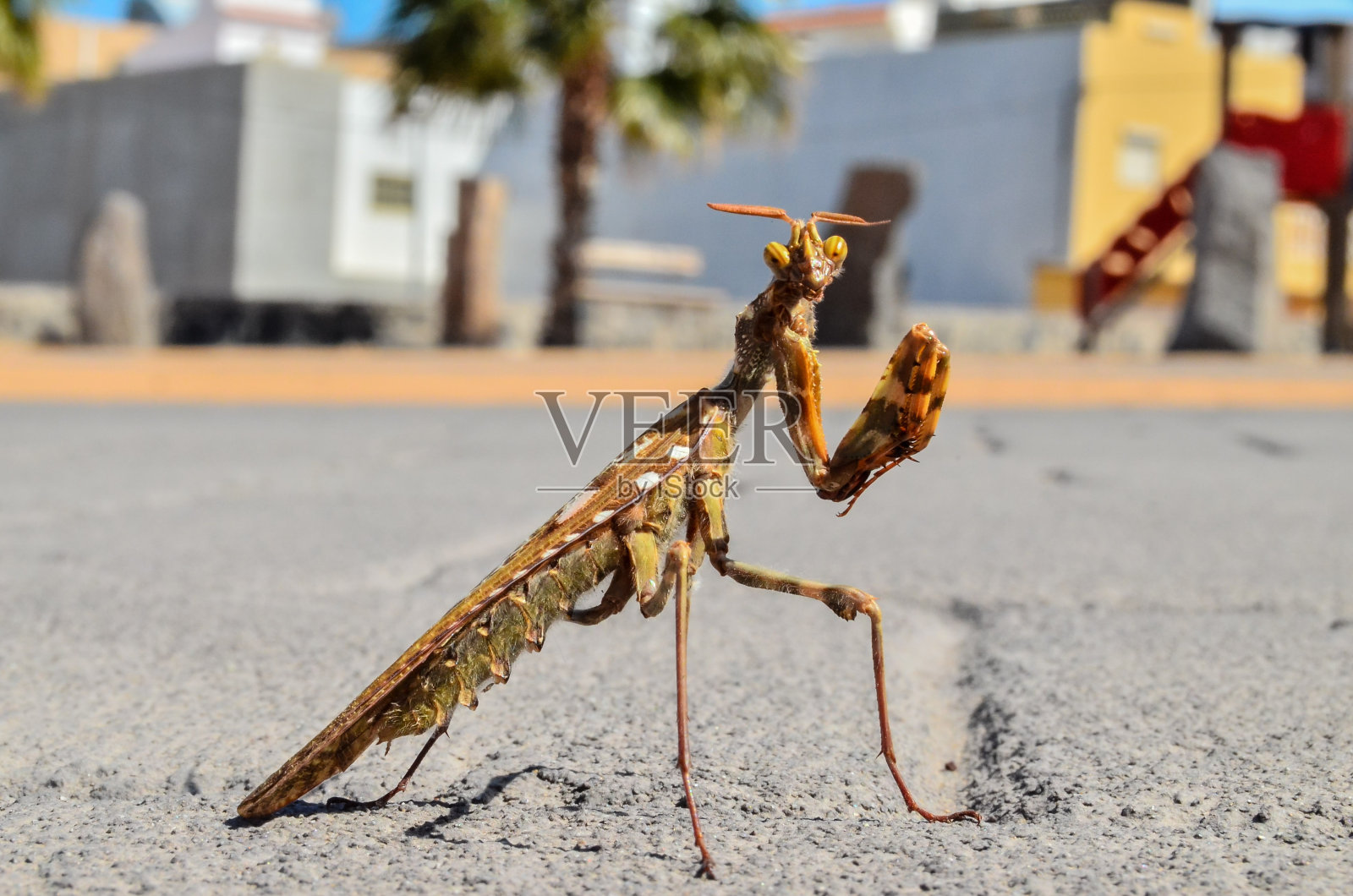 昆虫螳螂照片摄影图片