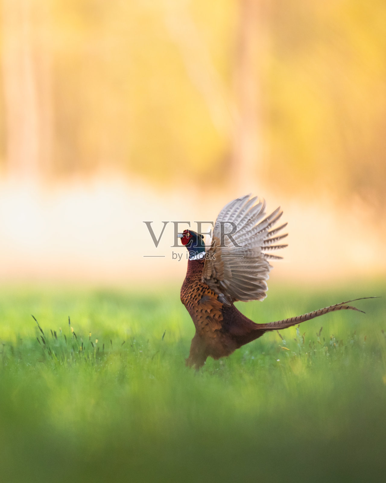 普通野鸡，环颈雉，秋季野生动物，波兰，欧洲照片摄影图片