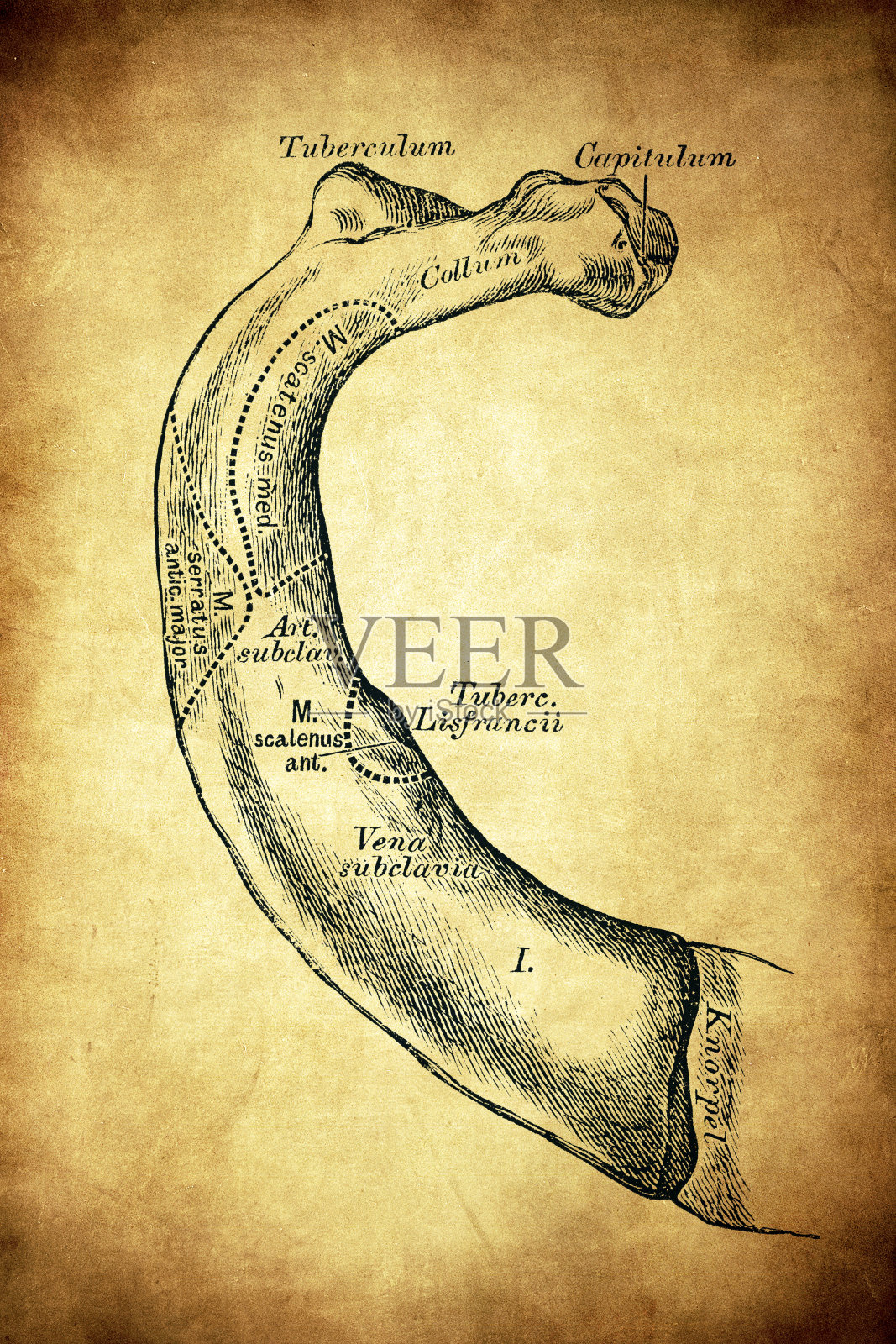 第一肋骨插画图片素材