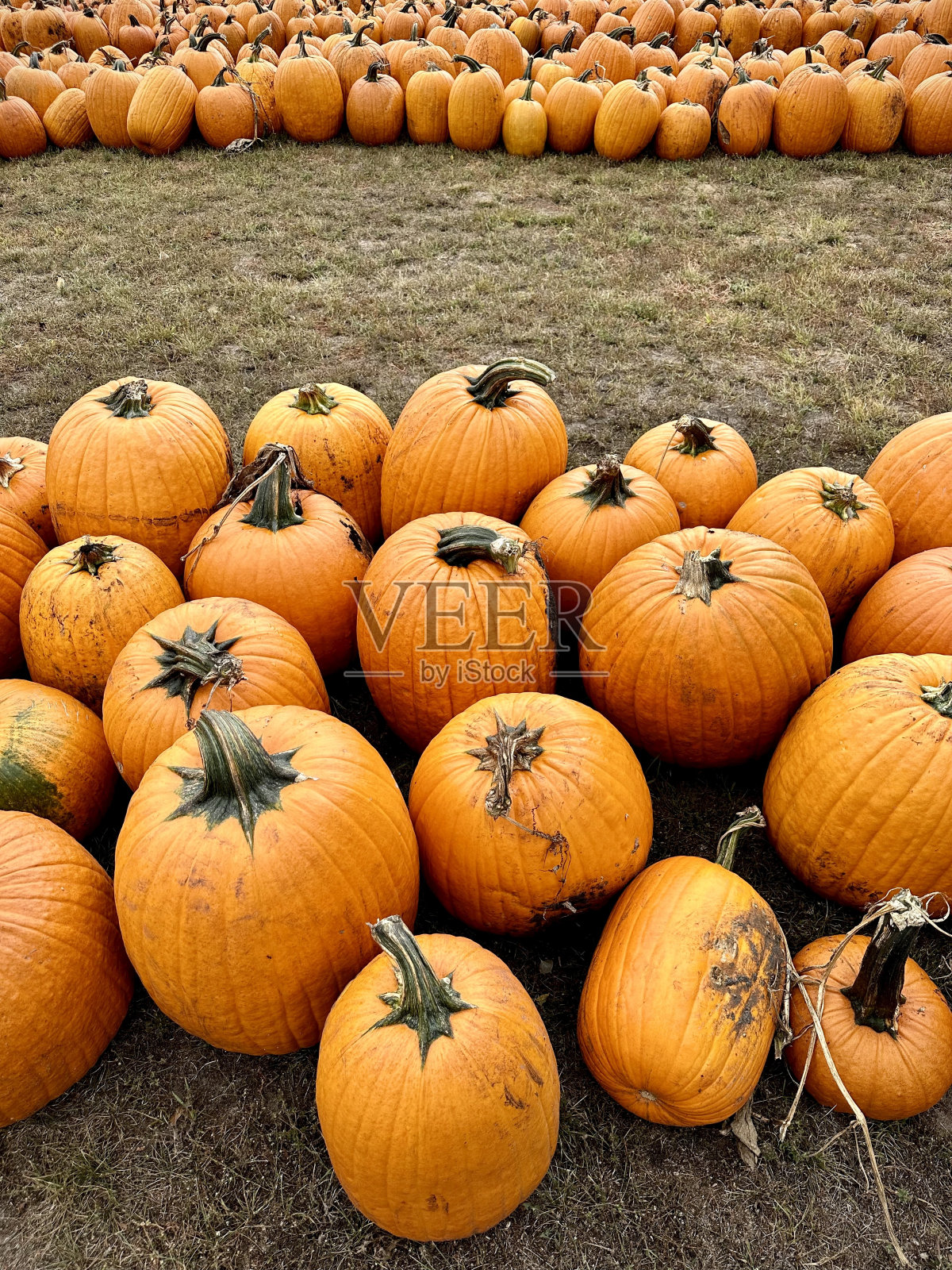 南瓜照片摄影图片