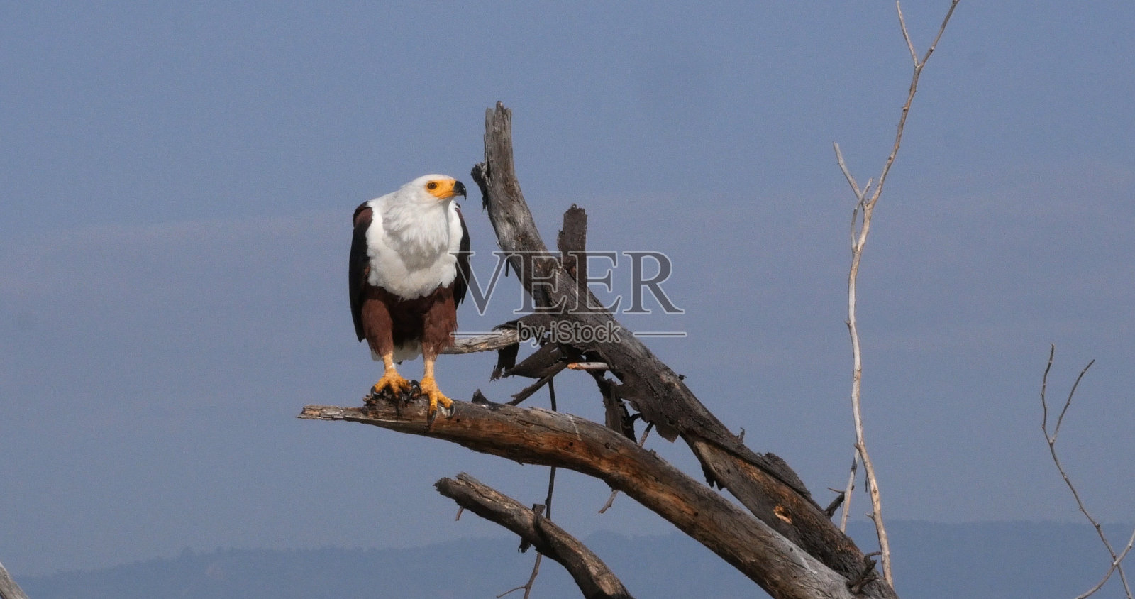 非洲鱼鹰，海狮，成年在树顶，在肯尼亚的巴林戈湖照片摄影图片