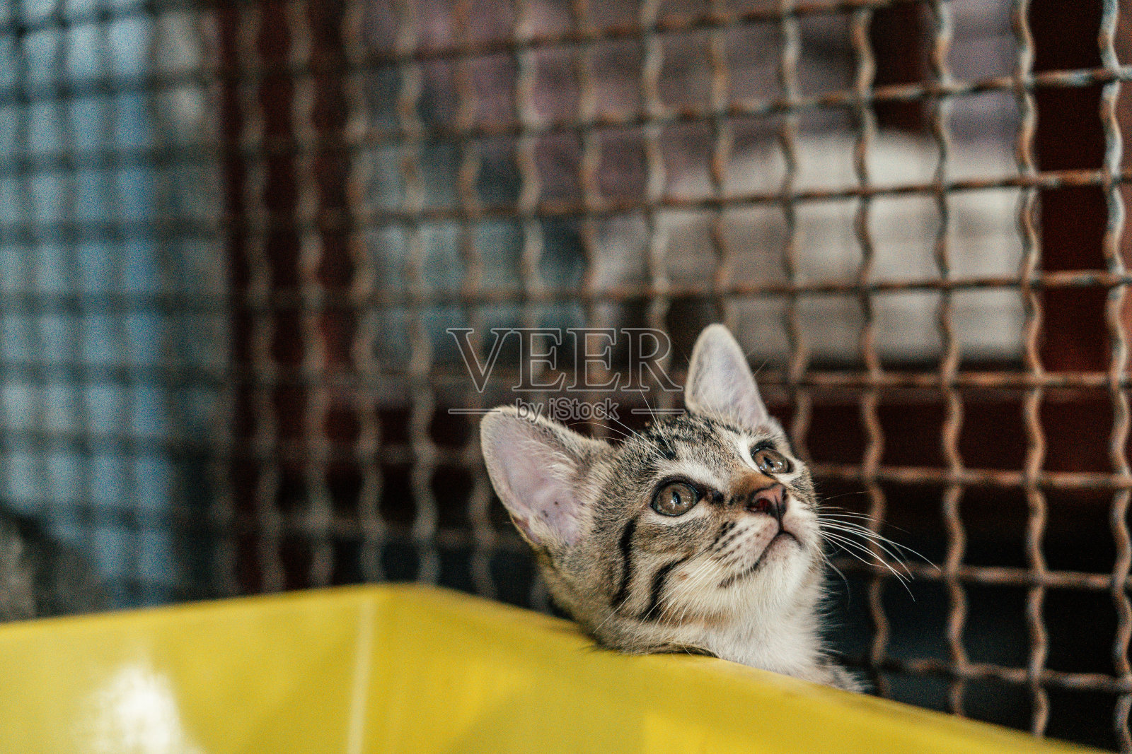 笼子里的小猫照片摄影图片