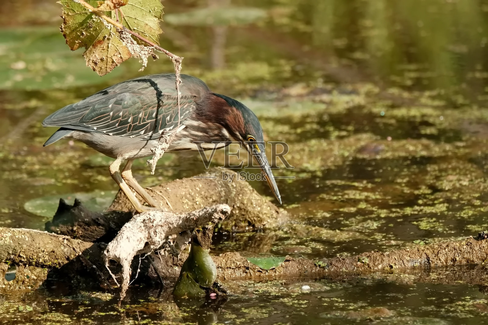 绿鹭照片摄影图片