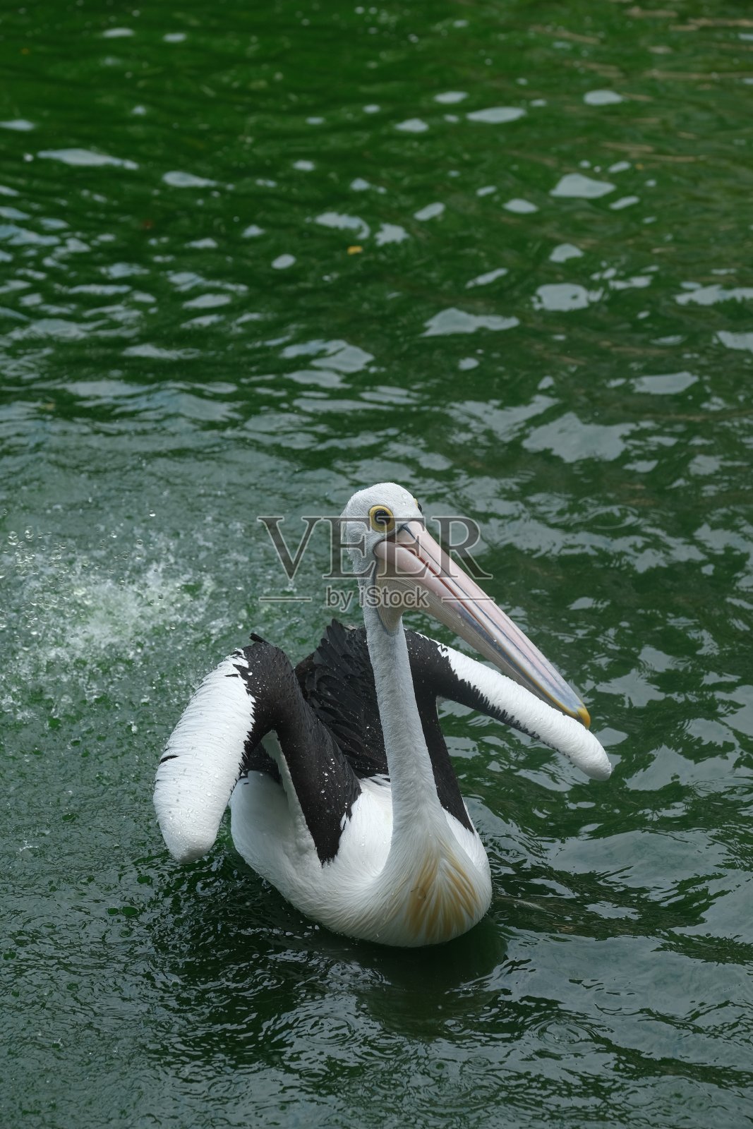 在动物园里，一只鹈鹕在水面上等待食物照片摄影图片