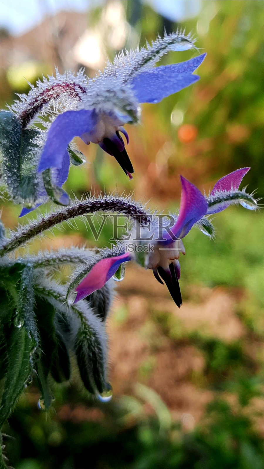 我花园里的花照片摄影图片