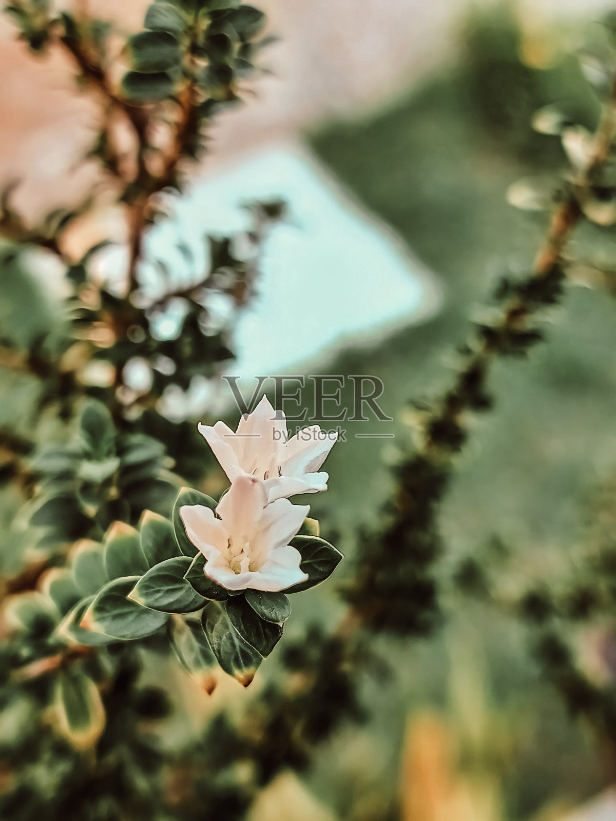 小的树。Serissa花。照片摄影图片