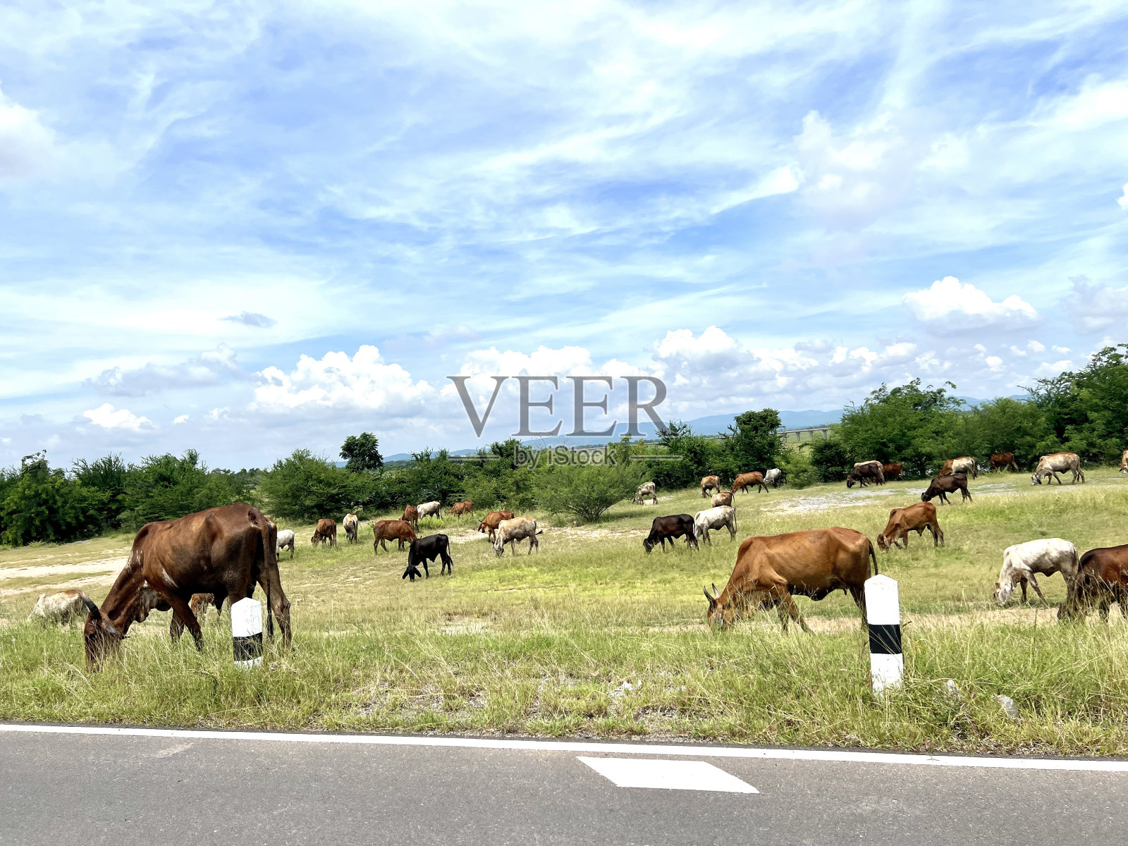 一群牛照片摄影图片