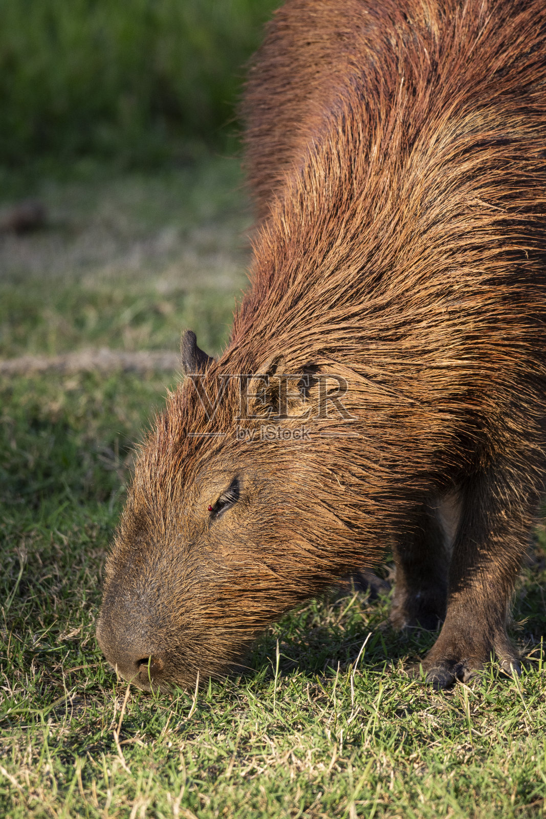 米兰达潘塔纳尔河的卡皮巴拉啮齿动物美景照片摄影图片