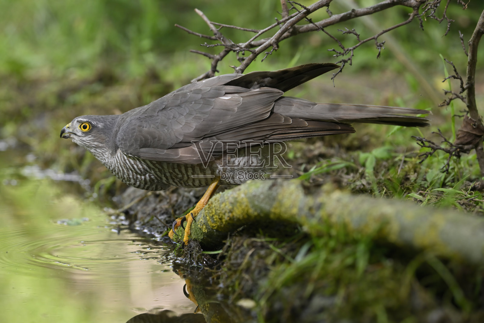 雌雀鹰饮(雀鹰nisus)照片摄影图片
