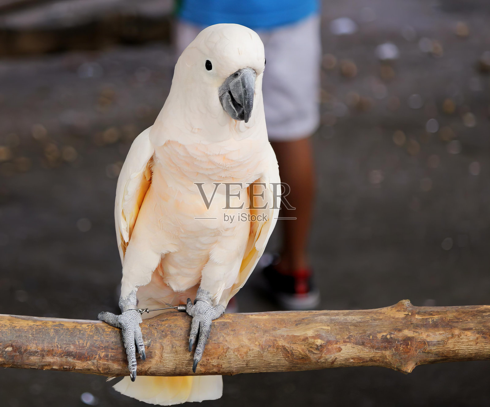 一张白色鹦鹉坐在树枝上的照片，背景是一个人。照片摄影图片
