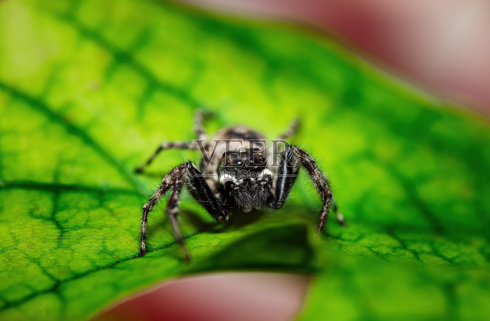 跳跃蜘蛛的宏观特写在一片绿叶上照片摄影图片