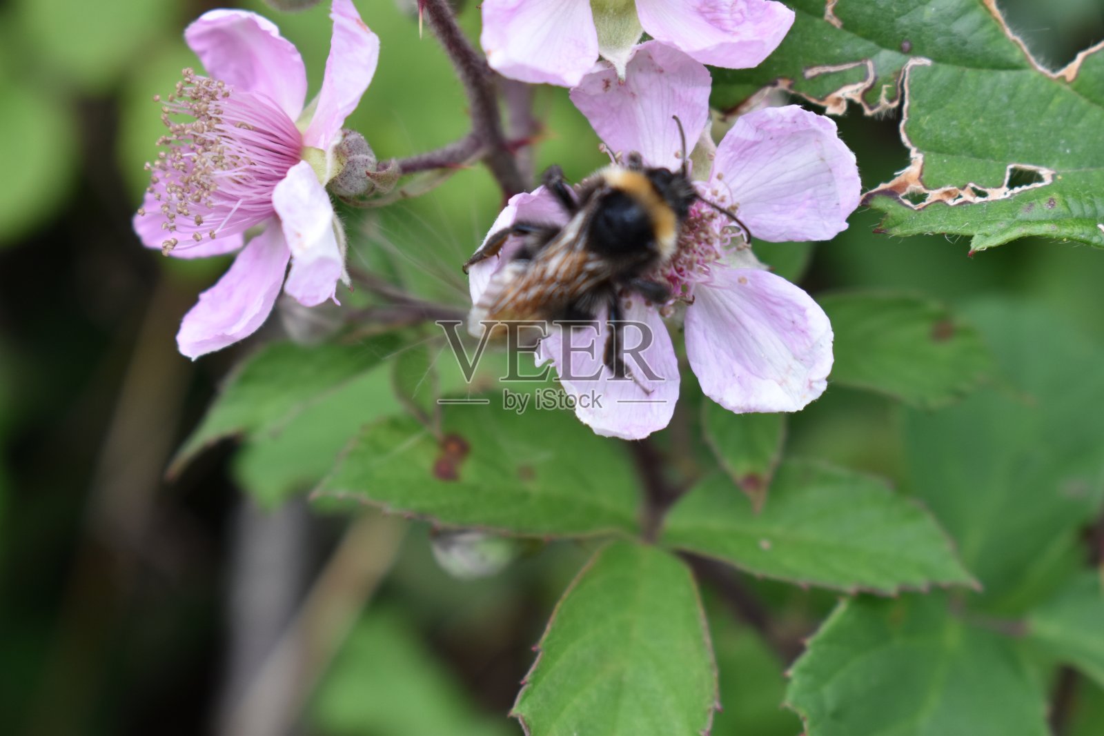 授粉——关注左边的花。照片摄影图片
