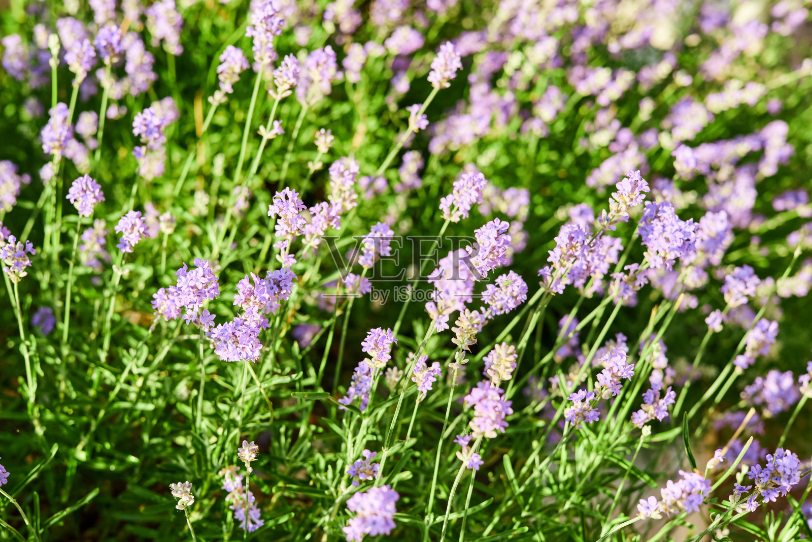 花园里盛开的薰衣草照片摄影图片