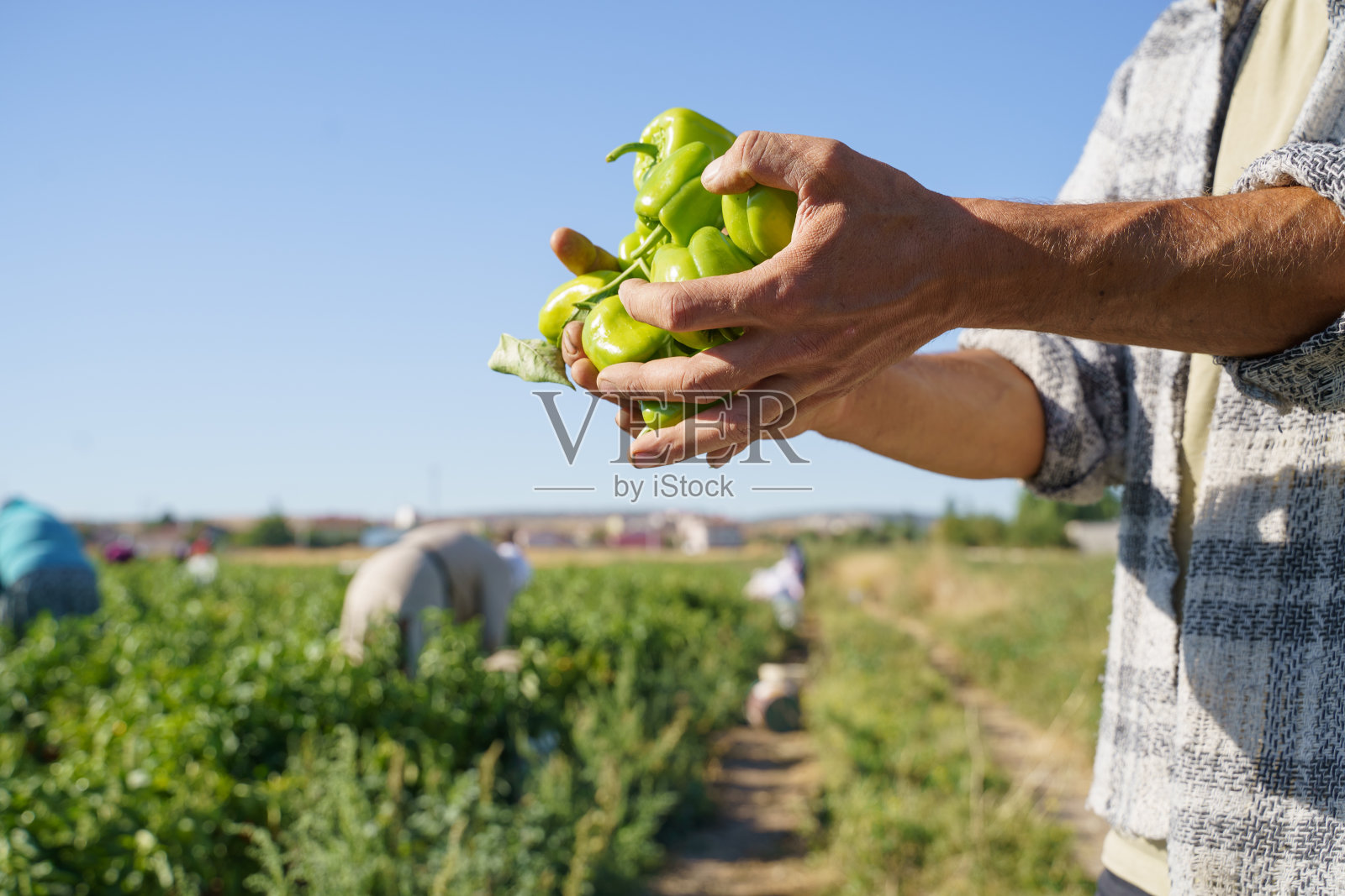 在农场收割青椒的季节工照片摄影图片