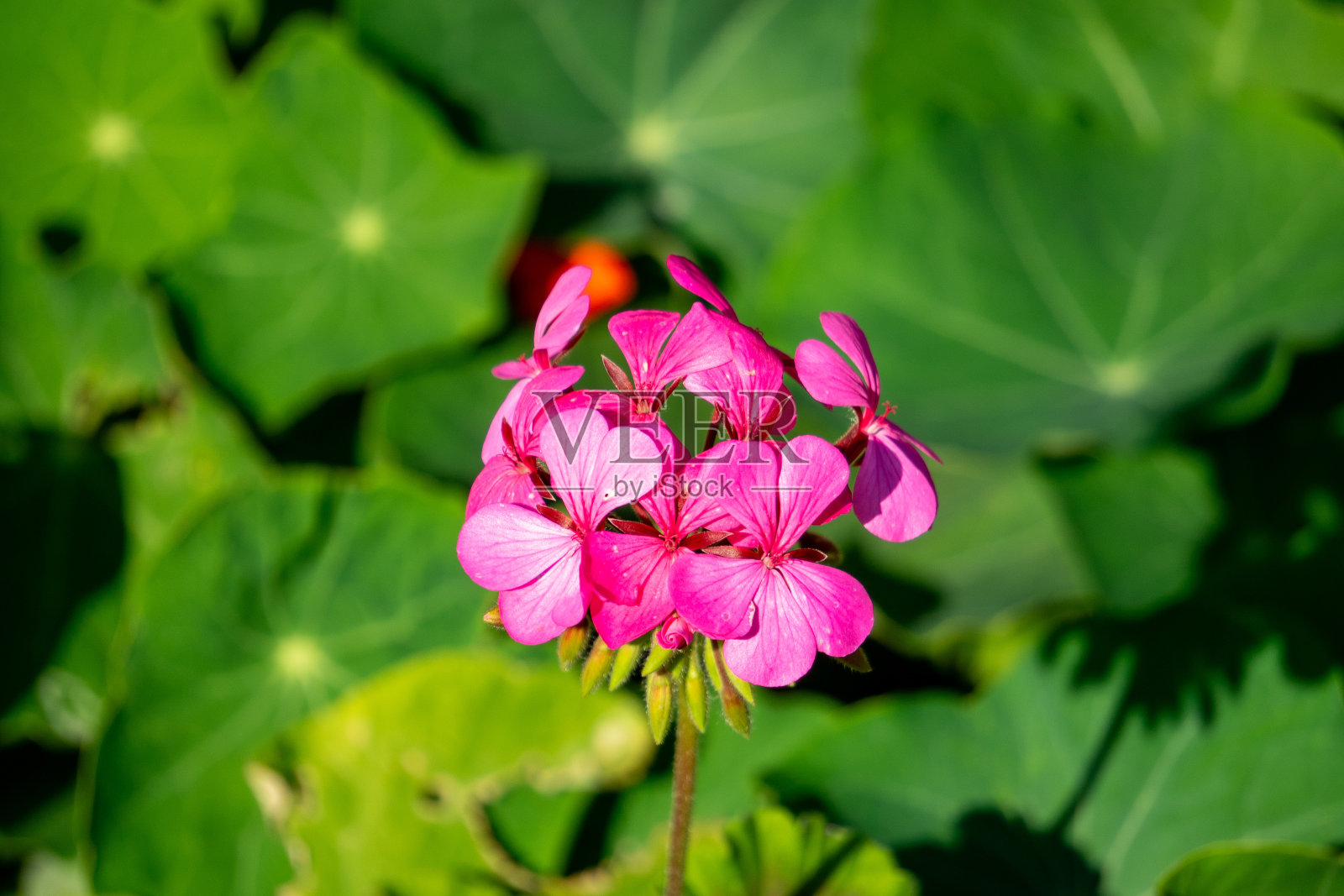 粉红色的天竺葵，粉红色的天竺葵枝与绿色的叶子背景照片摄影图片