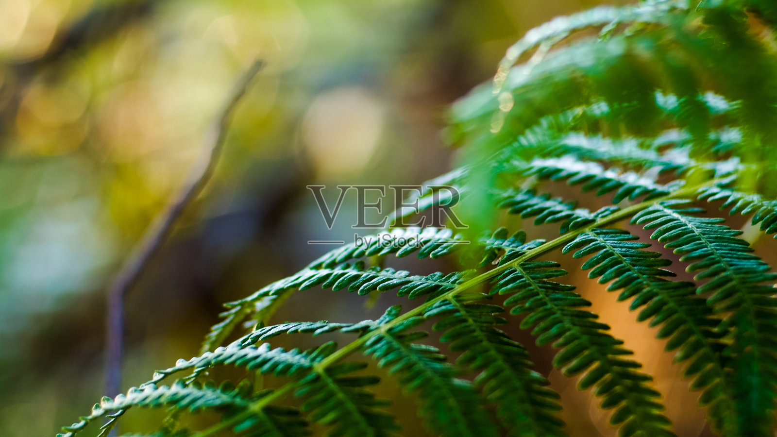 Forêt des Landes de Gascogne照片摄影图片