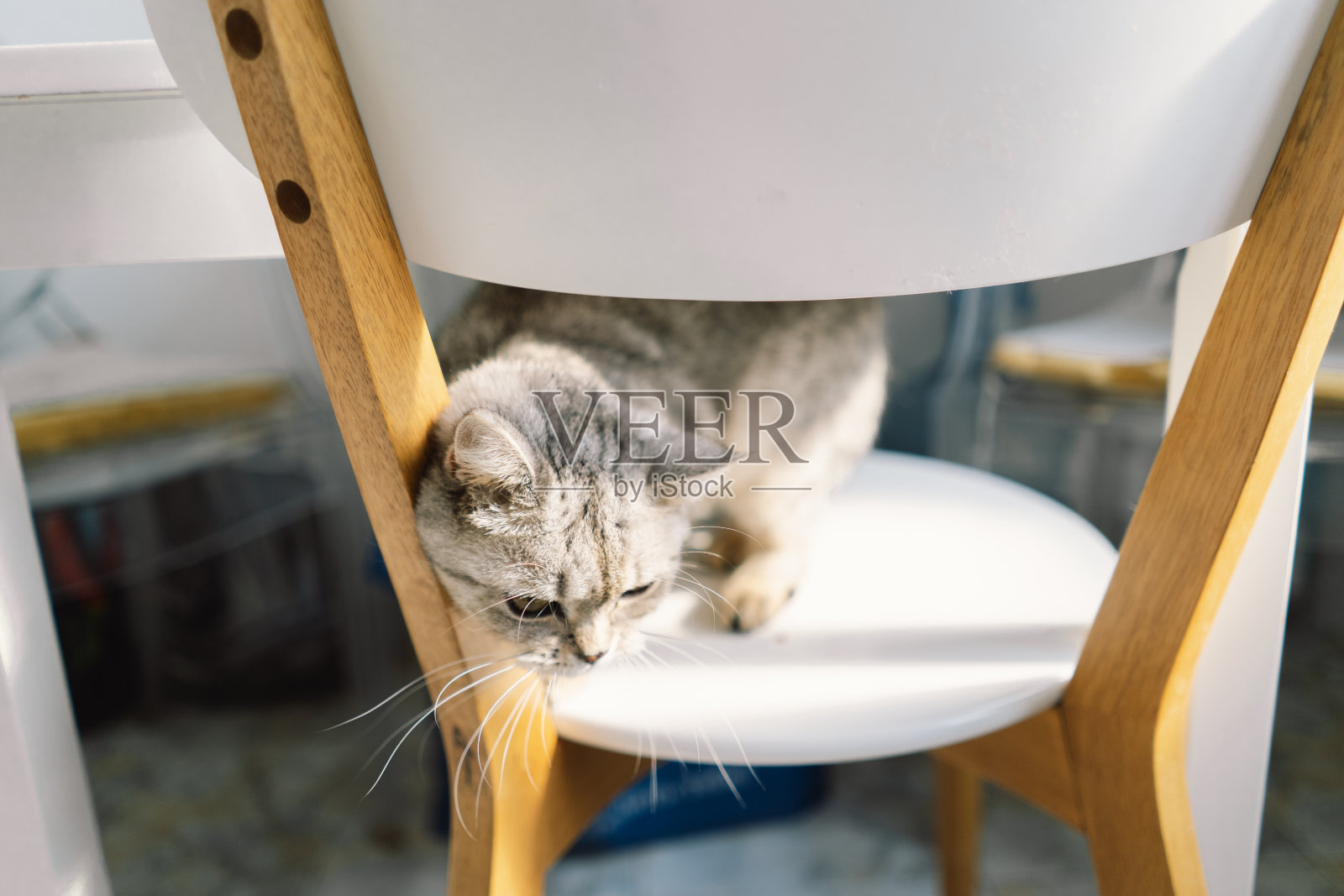 萌猫画像照片摄影图片